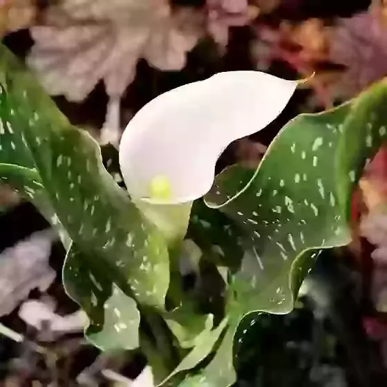 Zantedeschia albomaculata White spotted arum lily 